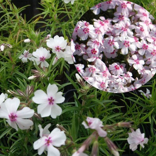 Phlox subulata 'Pharao Red Eye' - Nõeljalehine leeklill 'Pharao Red Eye' C1,5/1,5L